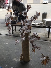 お花見_190401_0001.jpg