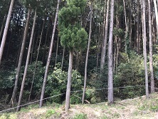 山 管理_190423_0005.jpg